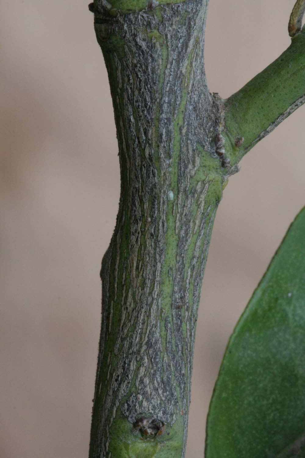              Second - third year twig (Riverside, CA)       